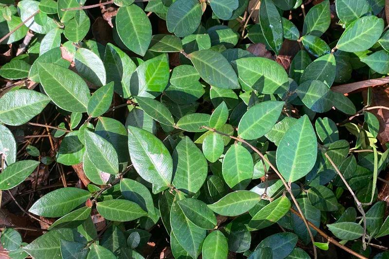 Asiatic Jasmine Covers Shady Turf Gaps