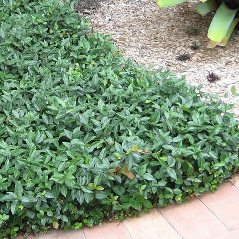 Asiatic Jasmine Spreads Low And Works More Like A Ground Cover