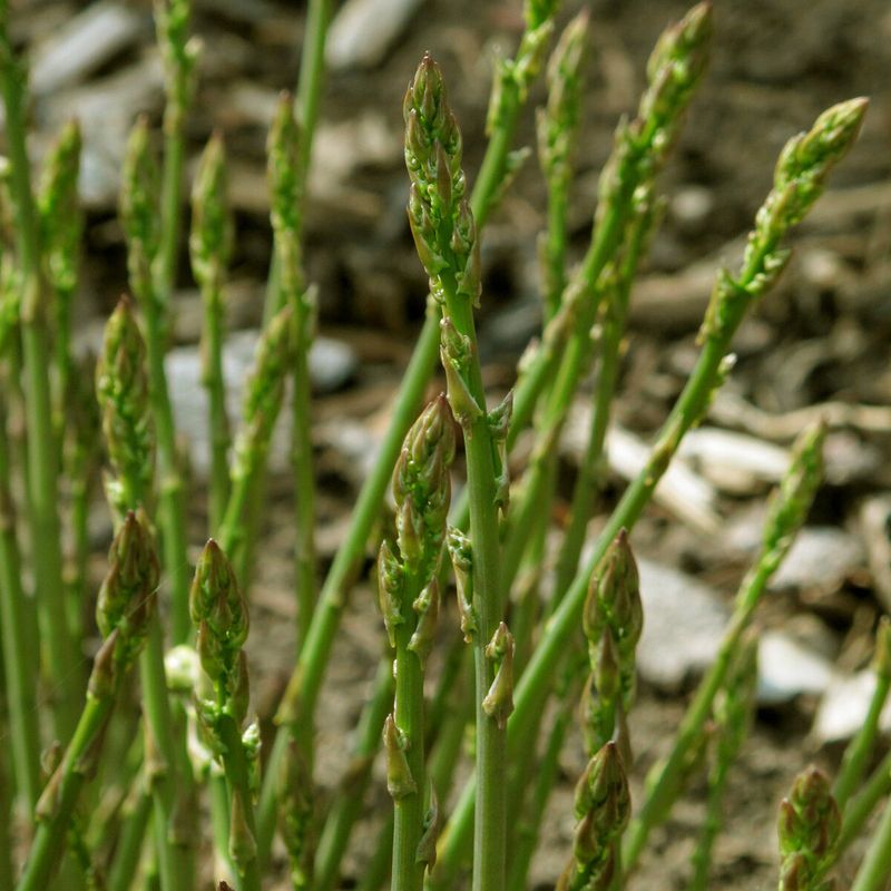 Asparagus (Asparagus officinalis)