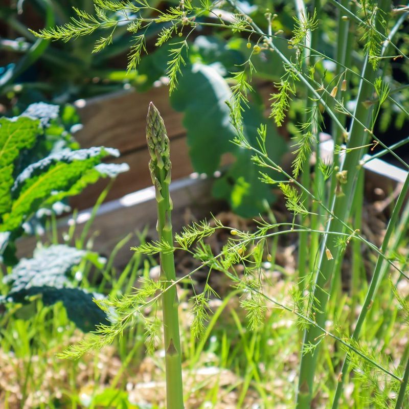 Asparagus (Asparagus officinalis)