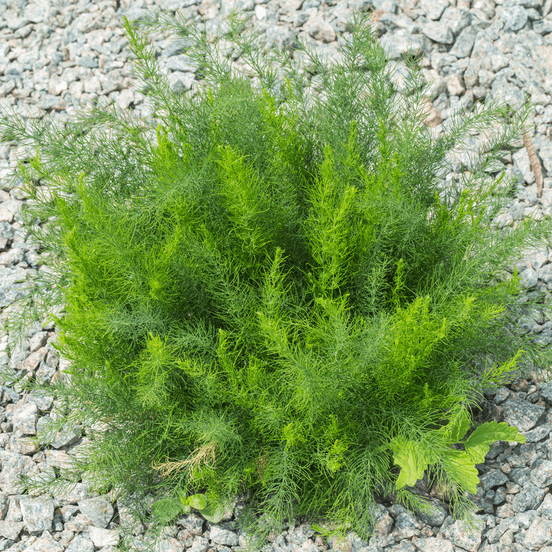 Asparagus Fern Gets Harder To Remove As It Thickens