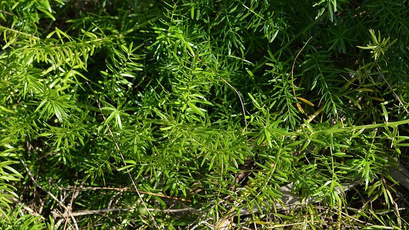 Asparagus Fern Is Harder To Manage Than The Tag Suggests Asparagus Fern Is Harder To Manage Than The Tag Suggests