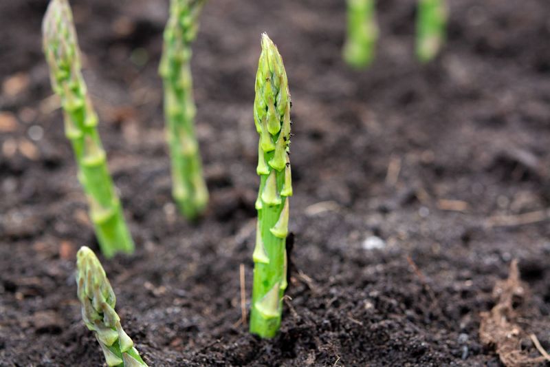 Asparagus Keeps Producing From The Same Bed Asparagus Keeps Producing From The Same Bed