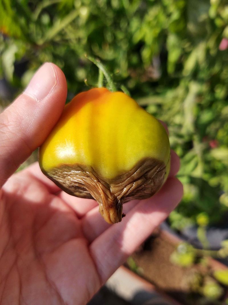 Assuming Blossom-End Rot Means A Calcium Shortage