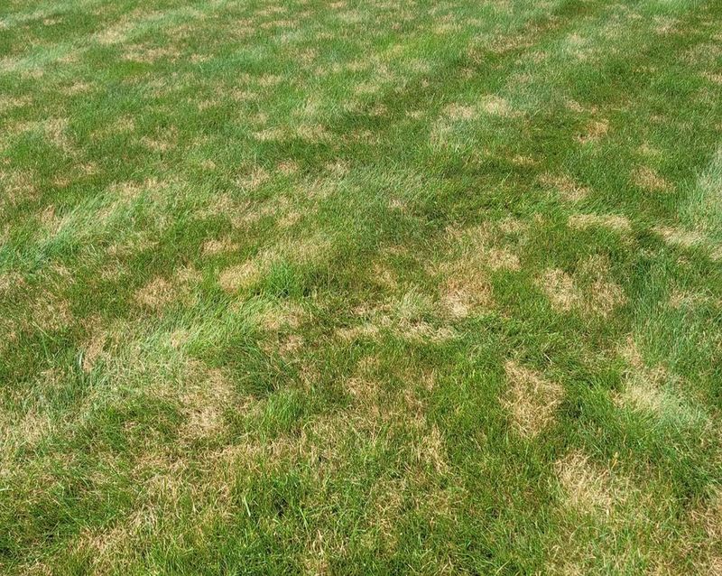 Assuming Every Brown Patch Is Grub Damage