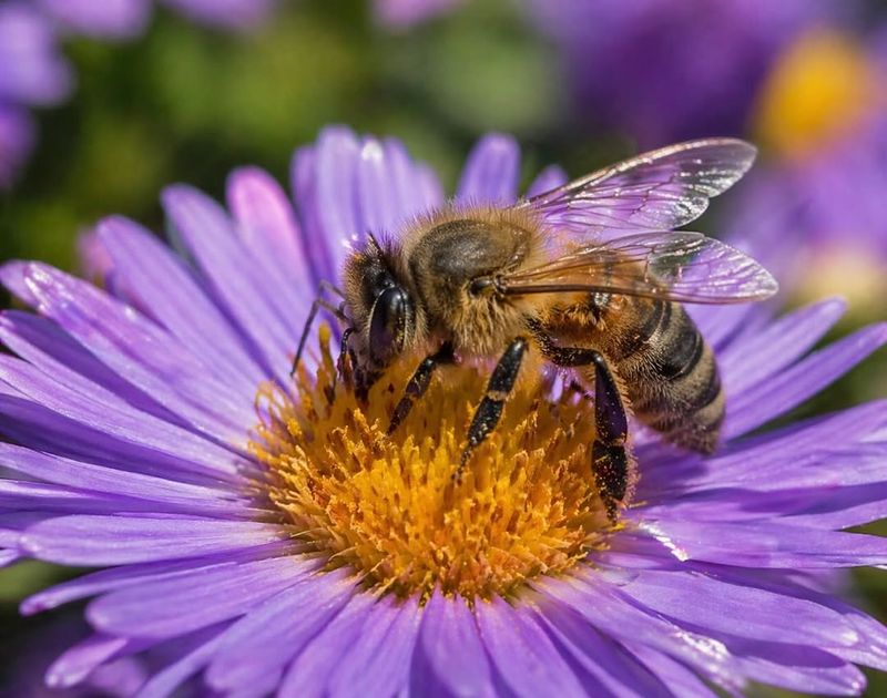Asters Help Extend Late Season Garden Color Asters Help Extend Late Season Garden Color