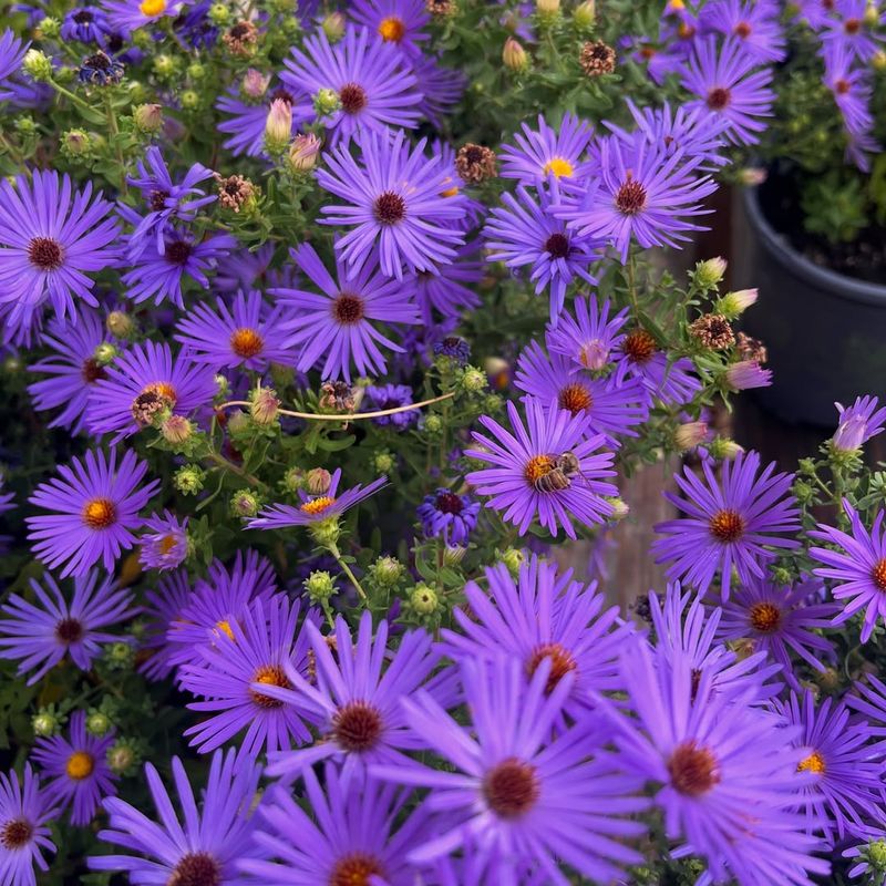 Asters