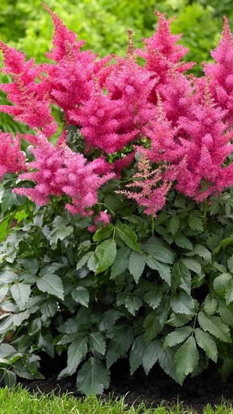 Astilbe