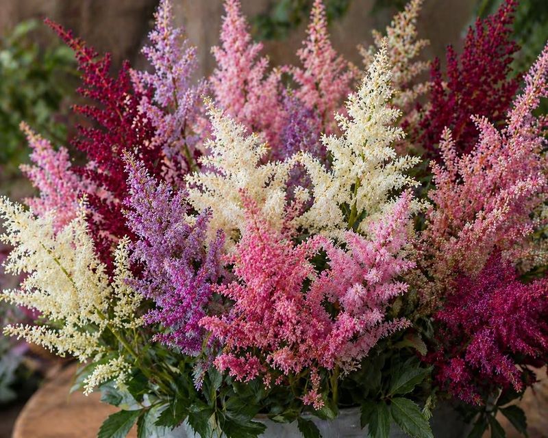 Astilbe