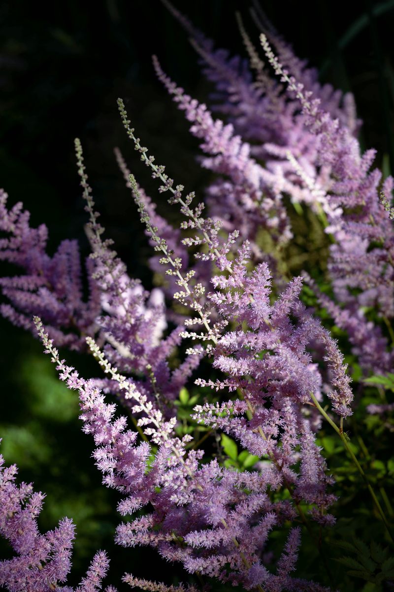 Astilbe
