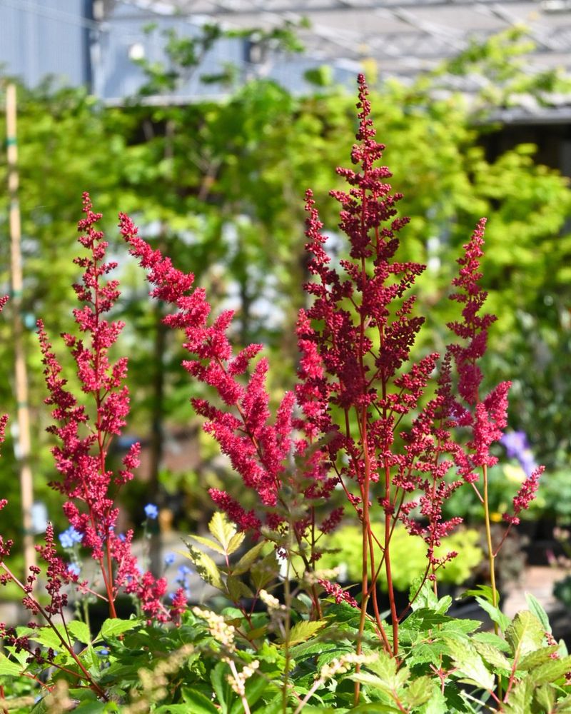 Astilbe Astilbe