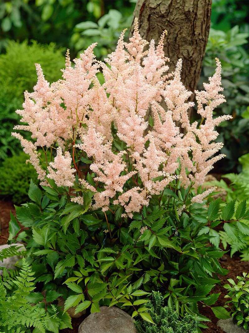 Astilbe Astilbe