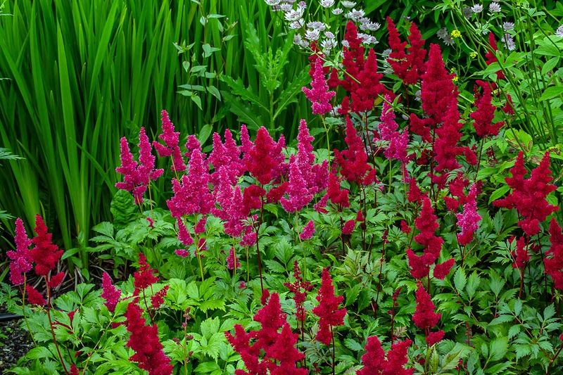 Astilbe (Astilbe spp.) Needs Much More Moisture Than Lavender