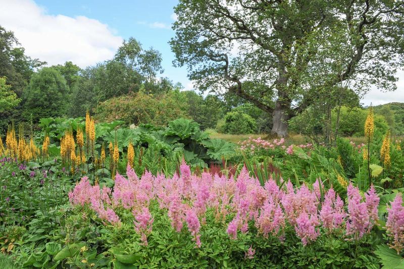 Astilbe Divides Best As Fresh Spring Growth Emerges
