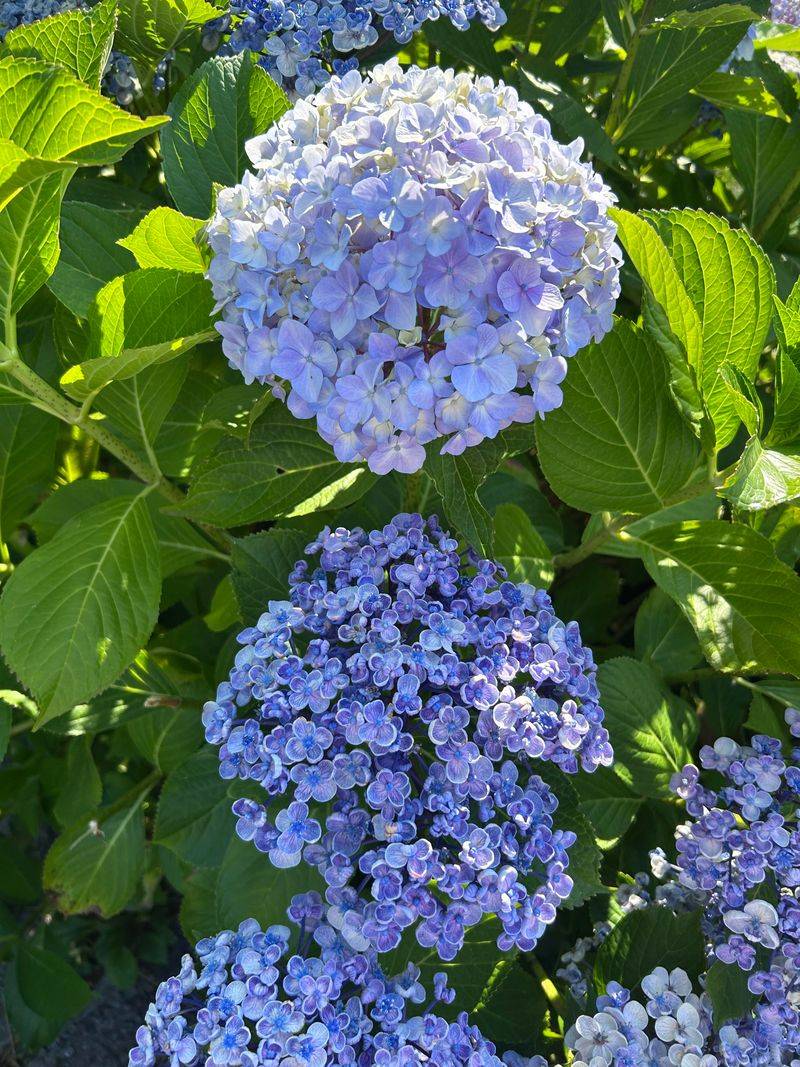 Hydrangeas