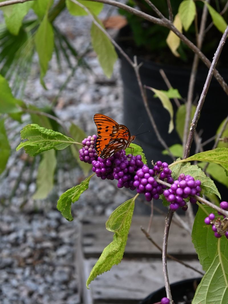 Attracts Pollinators And Wildlife