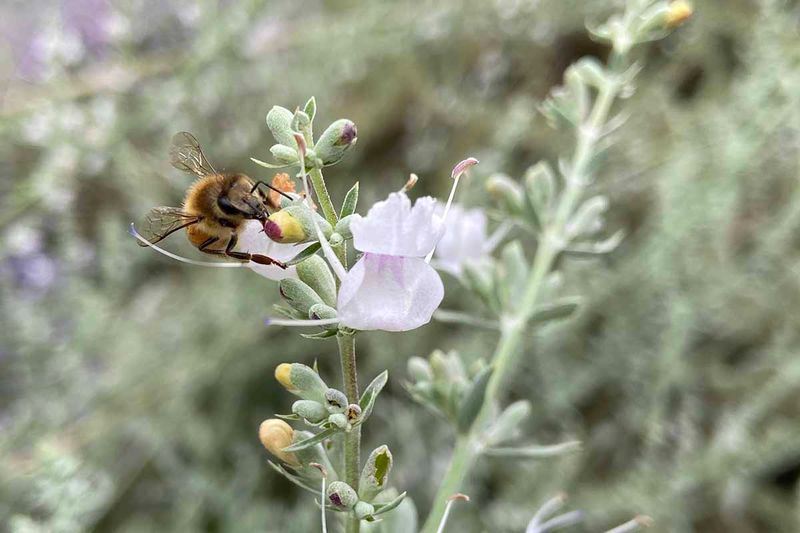 Attracts Pollinators