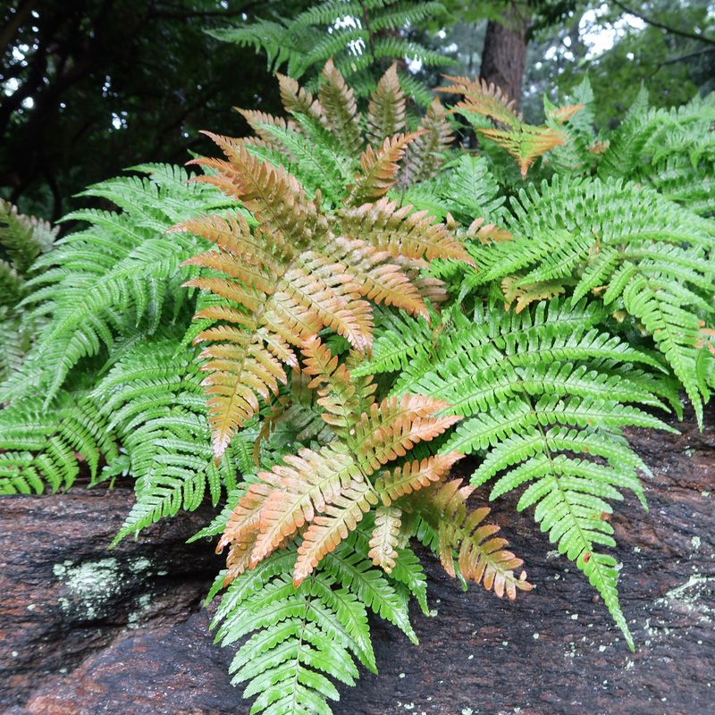 Autumn Fern