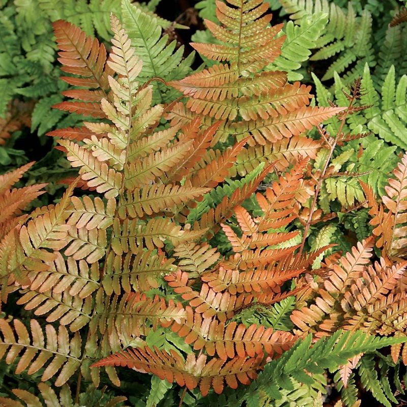 Autumn Fern 