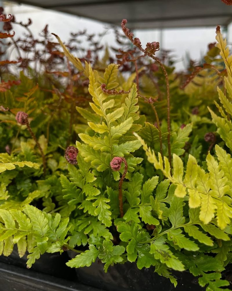Autumn Fern Autumn Fern