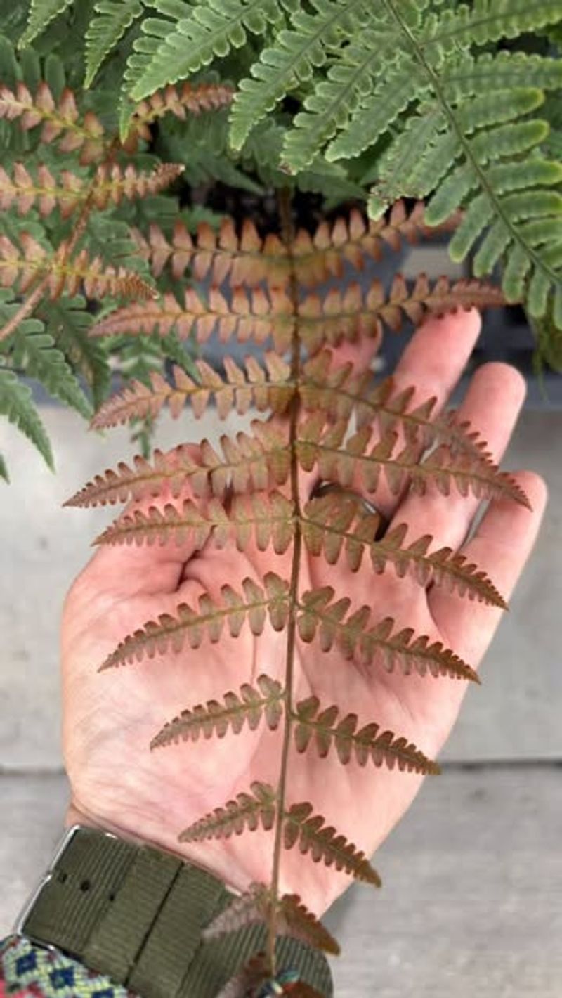 Autumn Fern