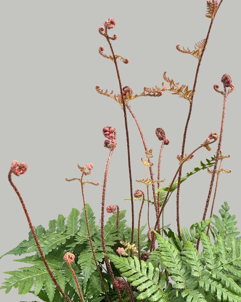 Autumn Fern