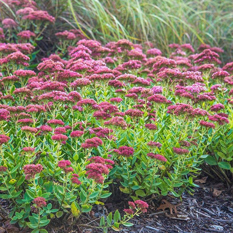 Autumn Joy Sedum Keeps Going With Minimal Care