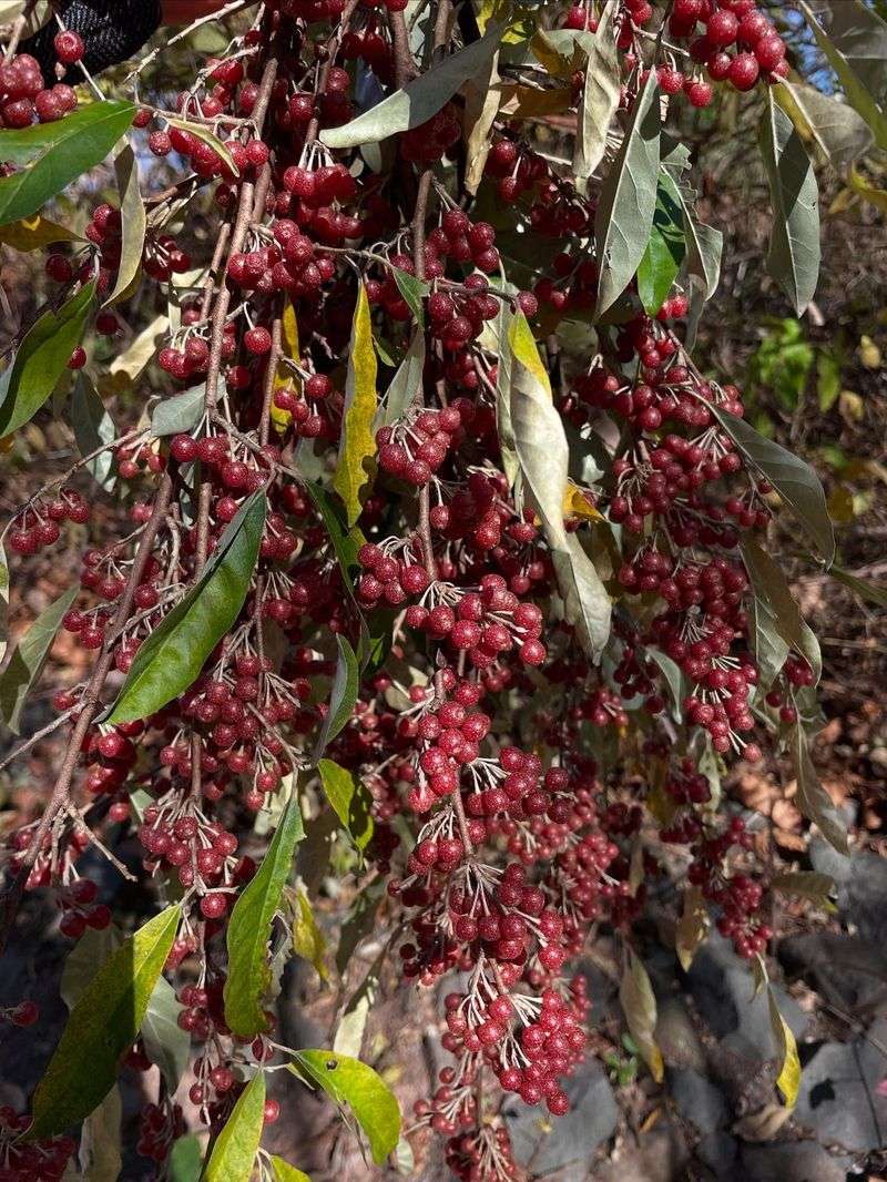 Autumn Olive Has Spread Across Too Much Of Our Rural Parts