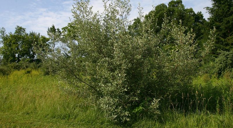 Autumn Olive Pushes Into Natural Areas