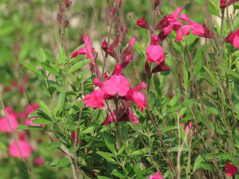 Autumn Sage