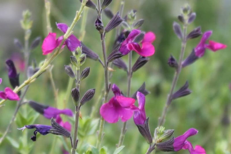 Autumn Sage