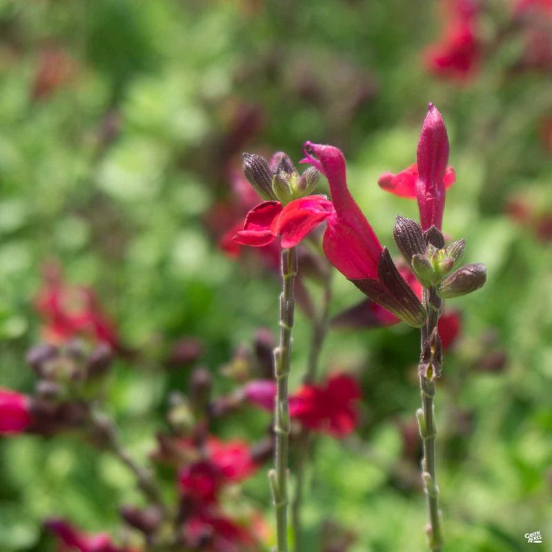 Autumn Sage