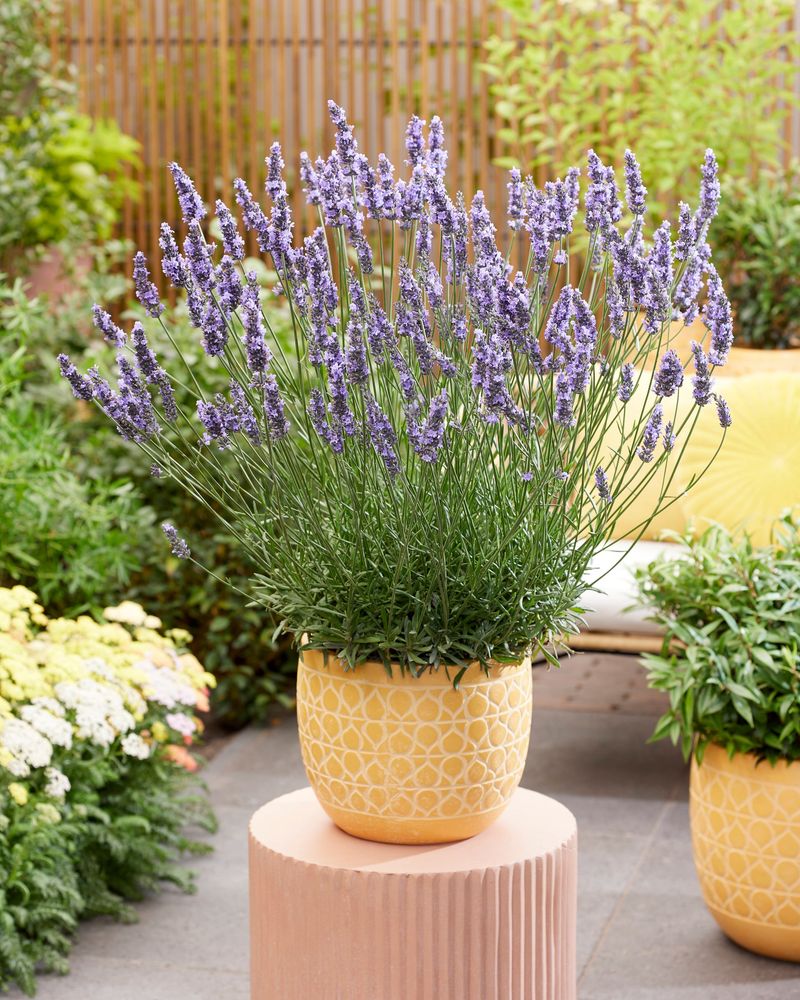 Lavender Needs Sharp Drainage And Careful Watering