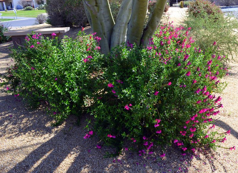 Autumn Sage Brings Pink Color Through Heat