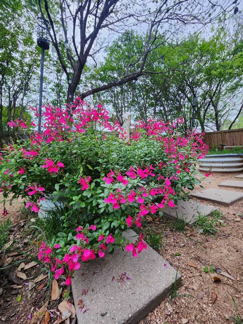 Autumn Sage Gives Pots Long-Lasting Color