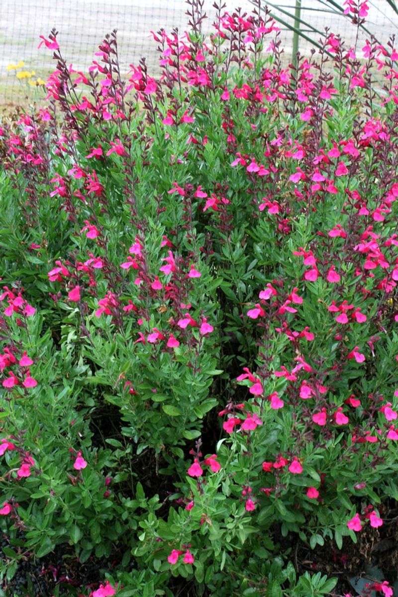 Autumn Sage Produces Colorful Blooms Through Much Of The Year