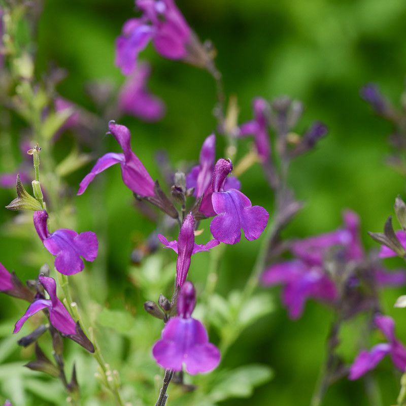 Autumn Sage Produces Purple Blooms Through Warm Seasons