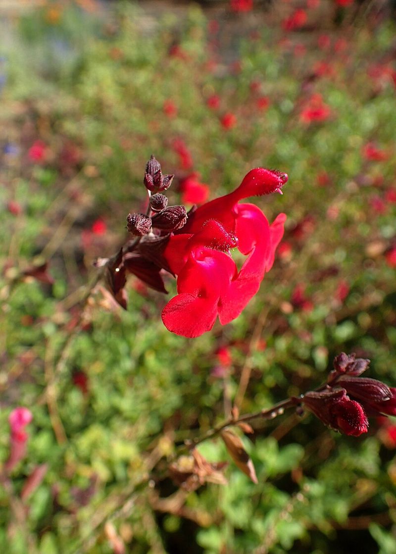 Autumn Sage Responds Well To Midseason Cutbacks
