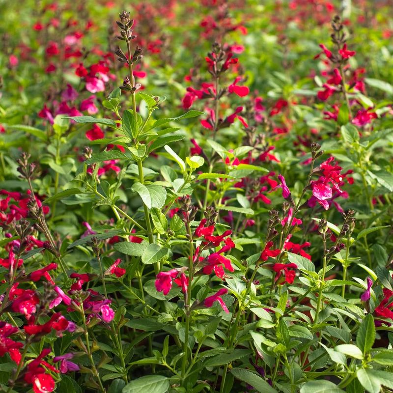 Autumn Sage Returns Quickly Once Warm Weather Arrives