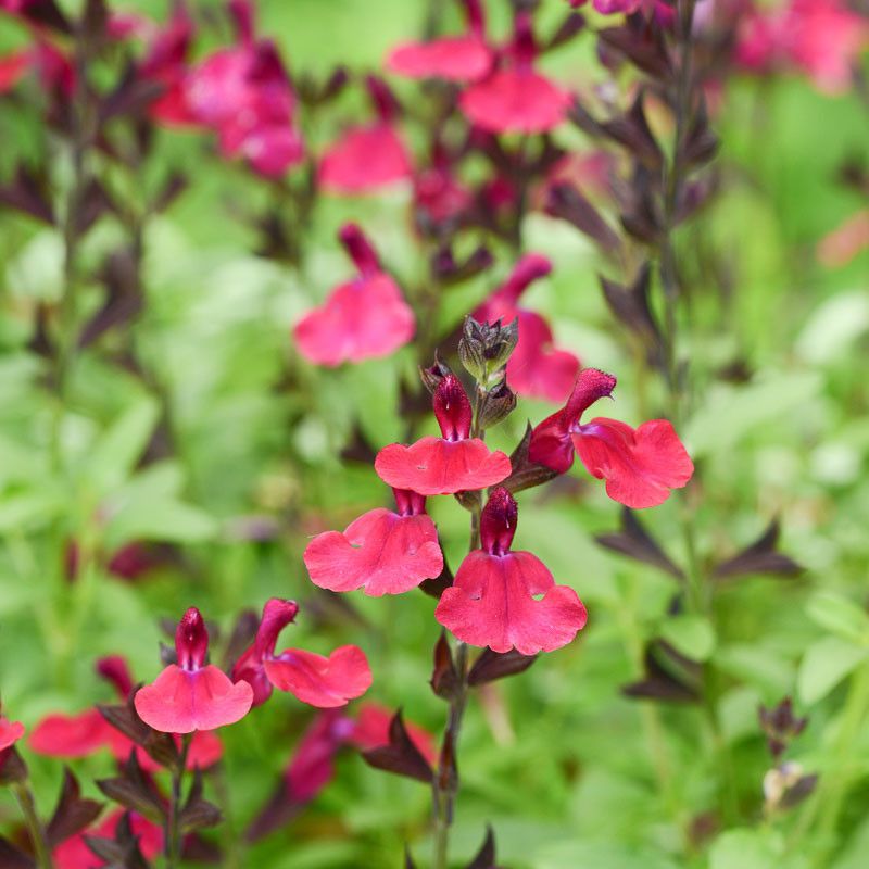 Autumn Sage Welcomes Hummingbirds And Butterflies Autumn Sage Welcomes Hummingbirds And Butterflies