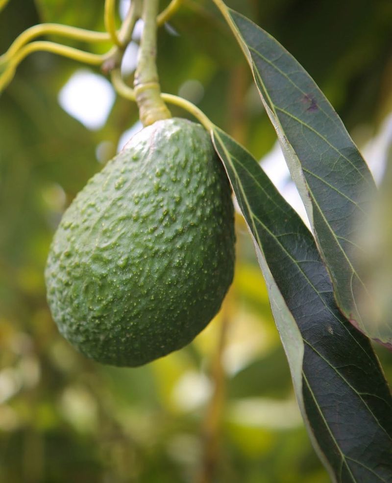 Avocados