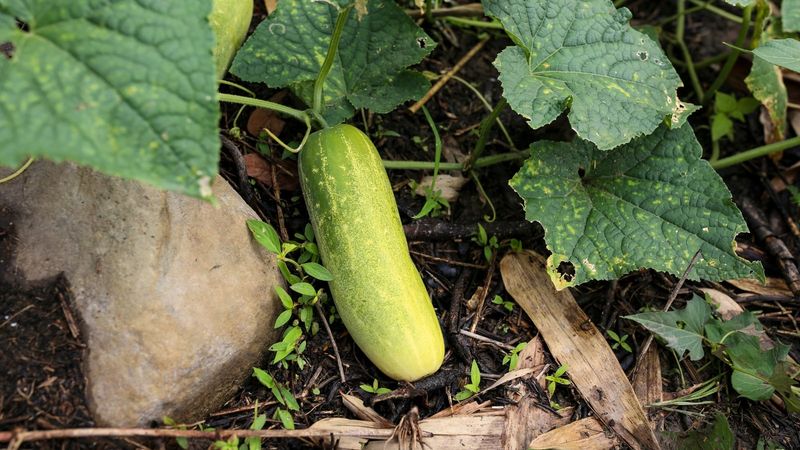Avoid Adding Magnesium Ohio Cucumbers Do Not Need