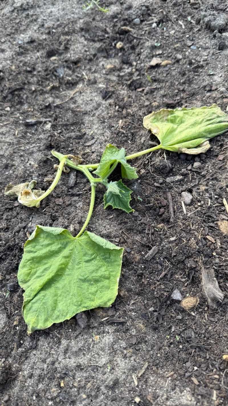 Avoid Beds With Old Cucurbit Problems Avoid Beds With Old Cucurbit Problems