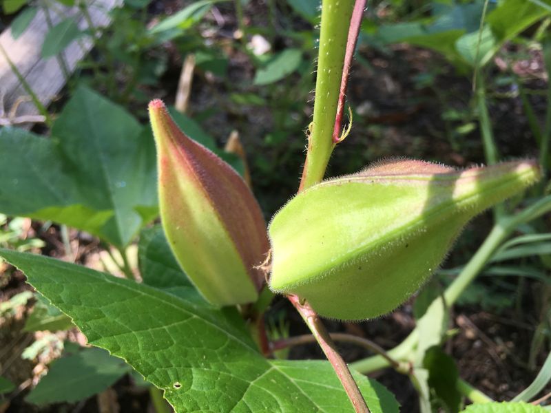 Avoid Broccoli And Plant Okra