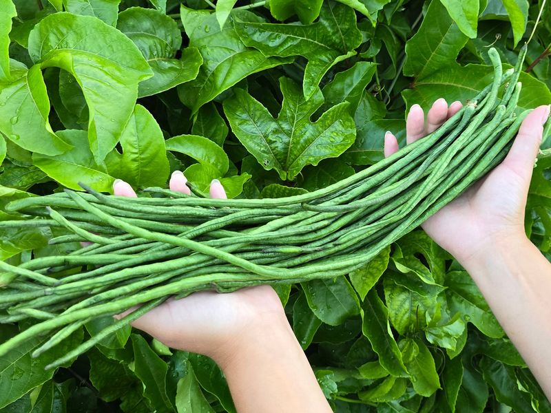 Avoid Cauliflower And Plant Yardlong Beans