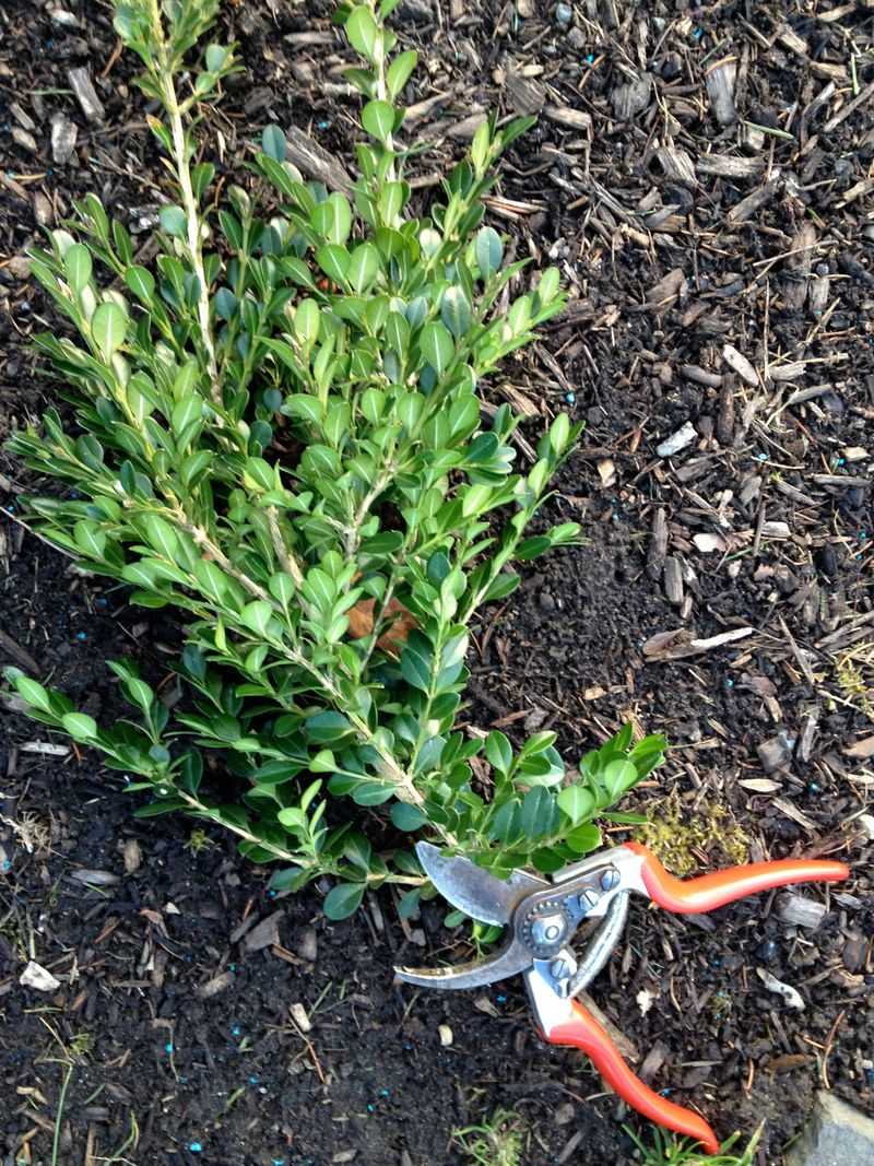 Avoid Composting Diseased Material