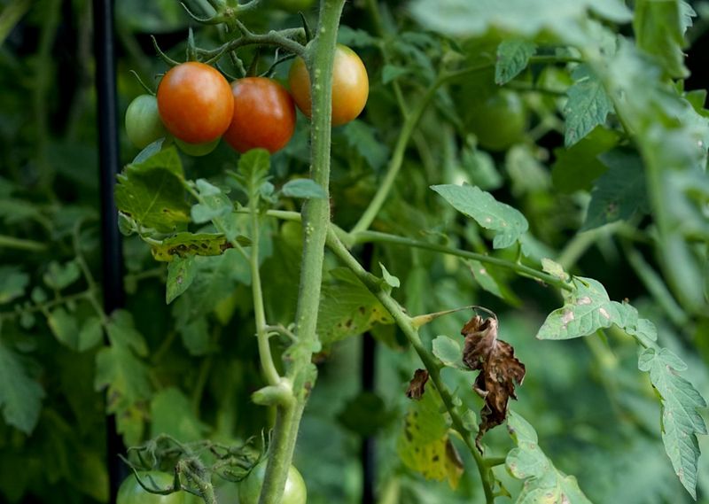 Avoid Crowding Your Zinnias With Bushy Tomatoes Avoid Crowding Your Zinnias With Bushy Tomatoes