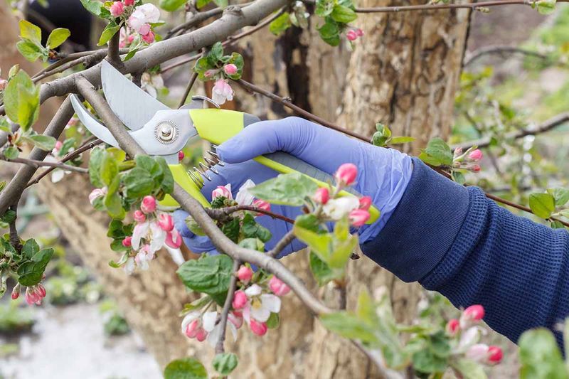 Avoid Cutting Off Last Season's Buds Avoid Cutting Off Last Season's Buds