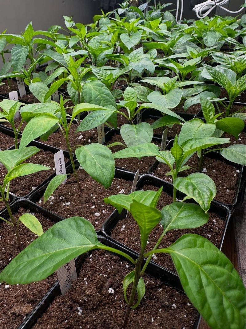 Avoid Cutting Plants Before They Settle In Avoid Cutting Plants Before They Settle In