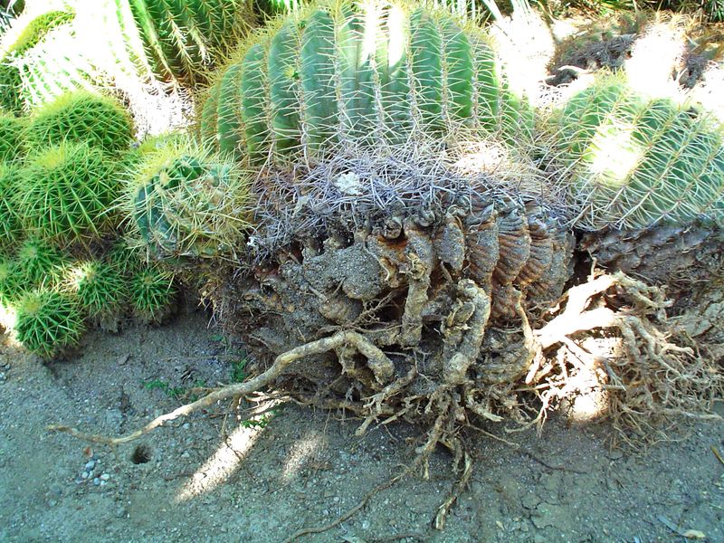 Avoid Disturbing Roots During Transplanting